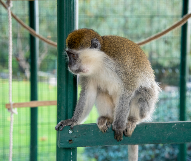 Majmuni Image